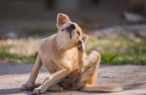 heat rash dogs