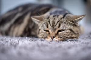 my cats breath smells like death