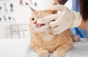cats breath smells like fish