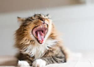 my cat's breath smell