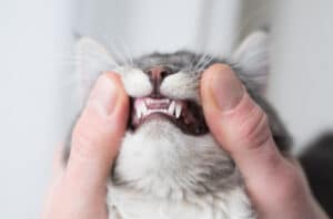 cat teeth
