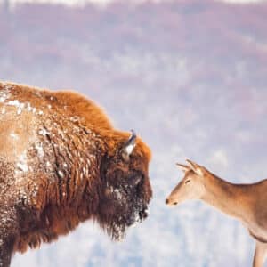 bison deer meat
