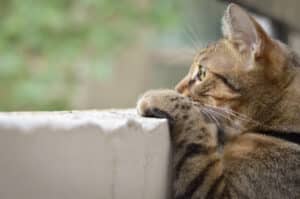 why do cats make a chirping sound