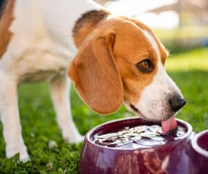 fever in dogs