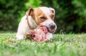 best meat for dog food