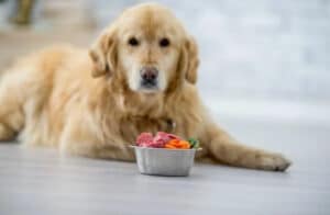 best raw meat for dogs