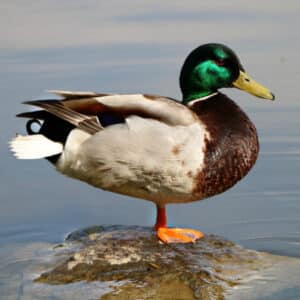 duck meat for dogs