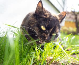why do cats eat grass