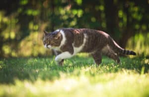 why do cats make chirping noises