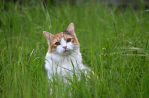 cat eating grass