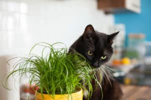 why is my cat eating grass