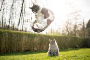 playful cat
