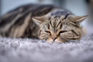why do cats eat grass and throw up