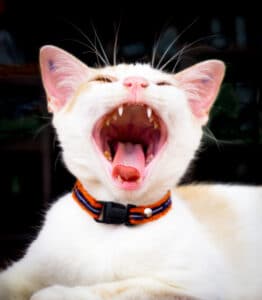 cat chirping