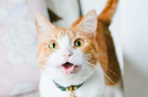 why do cats chirp
