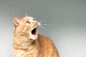 why do cats chirp at me