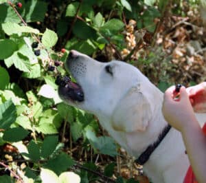 can dogs eat blackberries