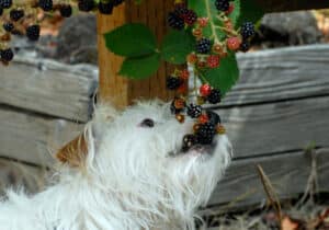 can my dog eat blackberries