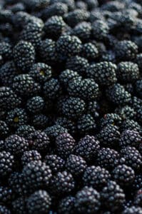 can dog eat blackberry