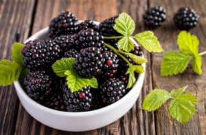 can dog eat blackberries