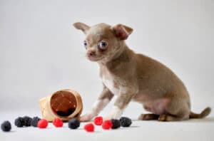 can dogs eat raspberries and blackberries
