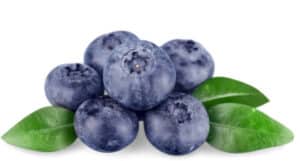 can dog eat blueberry