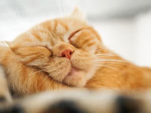 melatonin for cats