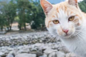 cat side eyeing