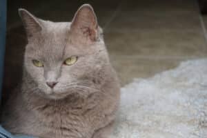 side eye cat meme