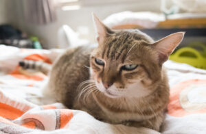 cat giving side eye