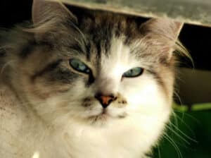 side eyeing cat
