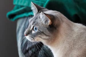 side eye cat