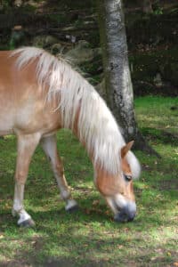 congenital insensitivity to pain with anhidrosis