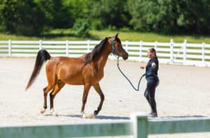 horse training