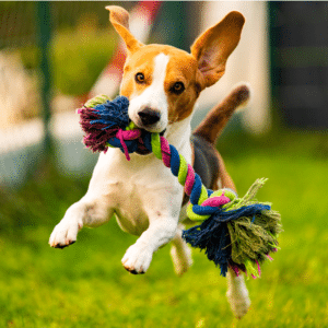 top unique dog names