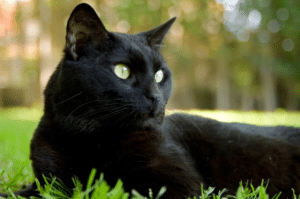 black cat names