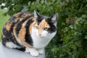calico cat names