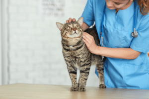 cat allergy food