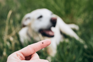 removing a tick from a dog