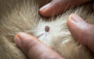 dog tick