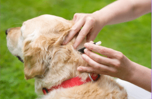 how to remove tick from dog