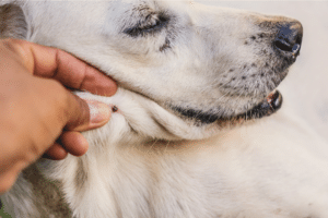 remove tick from dog