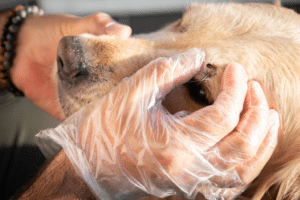 removing tick from dog