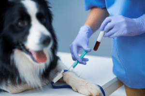 do dogs donate blood