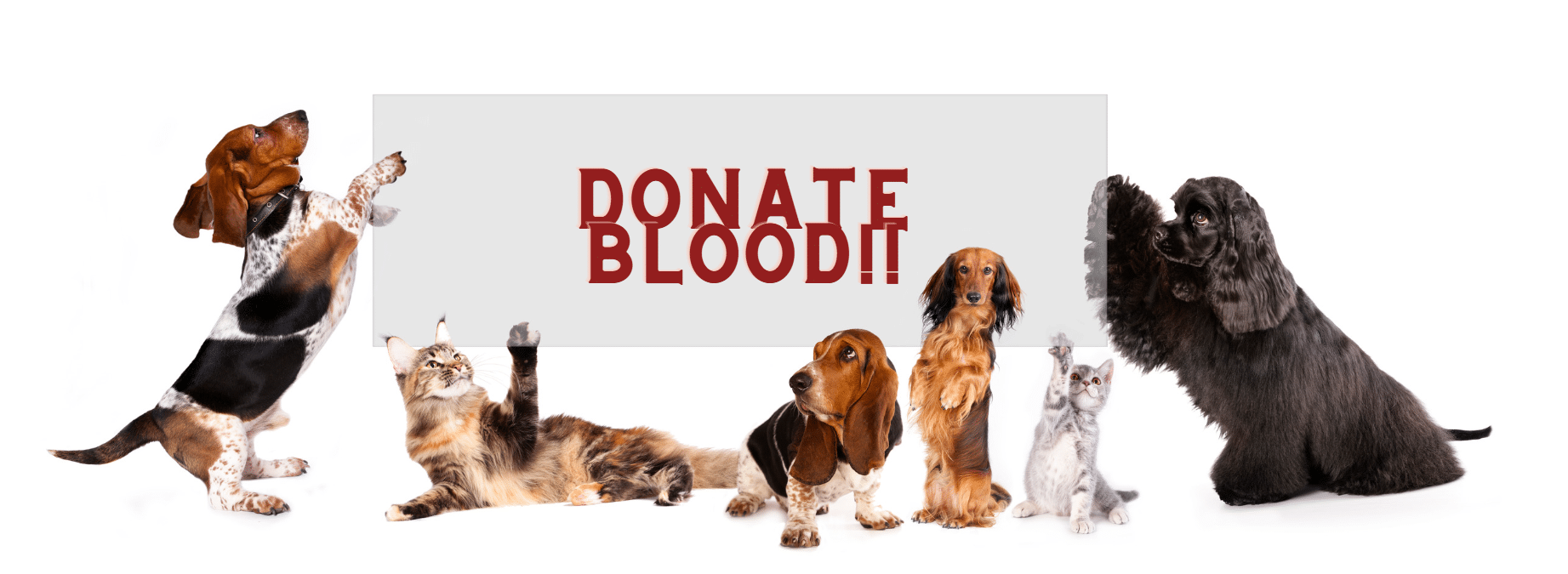 donating dog blood