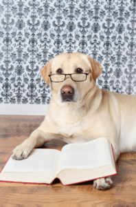 top names for dog