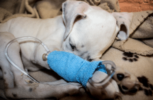 can dogs donate blood
