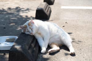 melatonin for cats