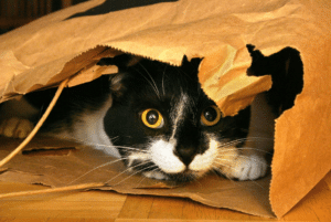 Mischievous cat names