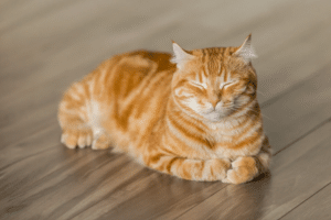 orange cat names